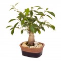 Ficus Bonsai