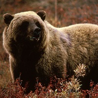 bear1.jpg bear1.jpg